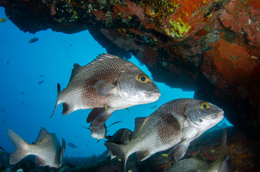 The Best Bait for Mangrove Snapper From Docks and Piers