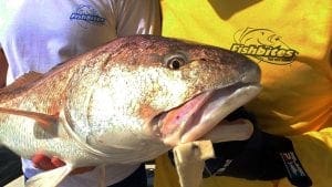 Fishbites Fish n Strip Crab - Bull Redfish - Jacksonville FL - Captain Don Dingman